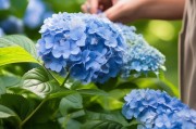 如何有效避免绣球盲枝，让花开满枝？