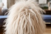 马海毛怎么避免打结？掌握这5个养护技巧，让毛毛始终柔顺蓬松