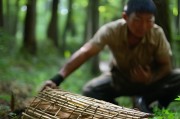 竹鸡套放置秘籍，精准捕捉竹鸡的关键技巧