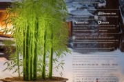 冬季生存指南冬天的绿箩怎么才能生存？这份养护秘籍请收好！