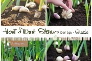 怎么才能种蒜？一步步教你轻松种植大蒜