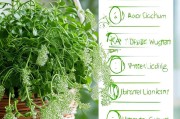 吊兰怎么养才能抽茎条？这几个方法让你的吊兰长得更茂盛！
