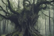 槐木招鬼之辨，传统认知与科学化解之道