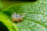 1. 生物学/昆虫学，指昆虫卵（比如蝴蝶、甲虫等）孵化时，幼虫从卵壳中钻出来的过程