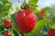 草莓红蜘蛛别头疼！科学预防全攻略，让你的草莓远离虫害