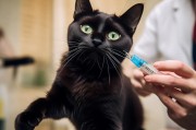 猫咪抗拒打针？这几招教你和平共处，告别上门打针难题