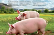 公猪怎么才能让母猪顺利怀孕？——科学养殖与繁殖管理全解析