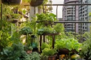 阳台种菜告别虫害困扰！5个实用技巧让你安心收获