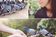 鸽子怎么才能亲人，从陌生到亲密的科学指南