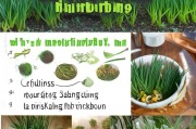 韭菜怎么才能不烧心？——从种植到烹饪的全方位指南