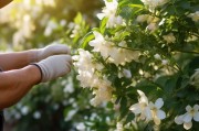 茉莉花怎么才能摘？——掌握正确采摘技巧，让茉莉花更茂盛